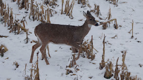 4 Years Hunting the Wide 9 -- Michigan Archery Whitetail thumbnail