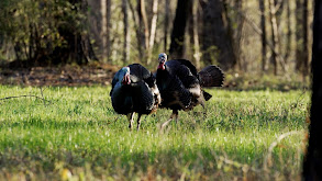 Gold Star Youth Turkey thumbnail