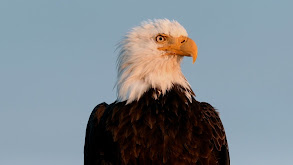 Wildest North American Animals thumbnail