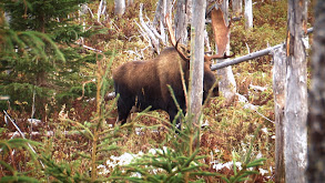 Newfoundland Moose Hunting - Camping Style thumbnail