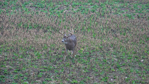 Bittersweet Bow Bucks thumbnail