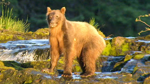 Brown Bear-anoia thumbnail