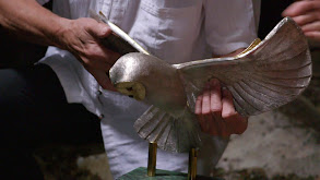 The Hunt for the Golden Owl thumbnail