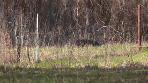 Southern Pride thumbnail