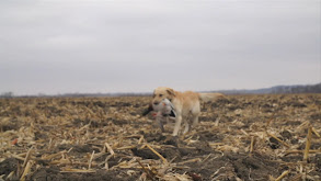 Show Me State Ducks and Bucks thumbnail