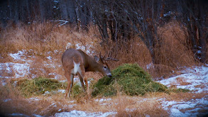 Hunting the Rut in Saskatchewan thumbnail