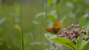 The Wild Backyard thumbnail