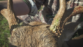 196 Lobster Tail thumbnail