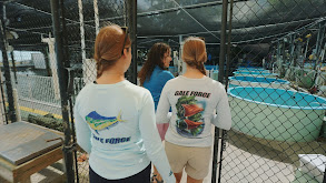 Turtle Hospital and Sea Turtle Release thumbnail