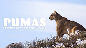 Pumas: Legends of the Ice Mountains thumbnail