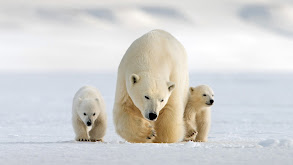 Snow Bears thumbnail