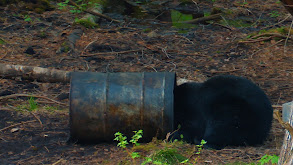 Chasing Big Ontario Bears thumbnail