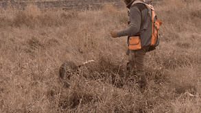 SoDak Pheasant Roadtrip thumbnail