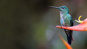 The Hummingbird Effect thumbnail