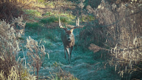 Season of Struggles thumbnail