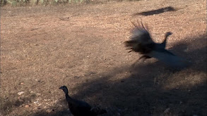 December Texas Heat, Part 2 thumbnail