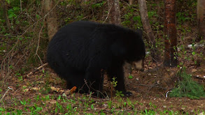 Black Bear Adventure thumbnail