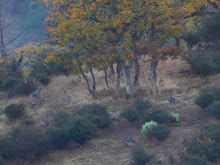PNW Columbia Blacktail Part 2 thumbnail