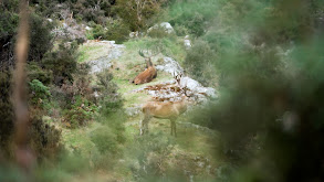 Stag Galore thumbnail