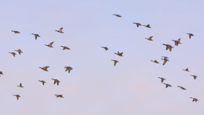 Epic Alberta Mallards thumbnail