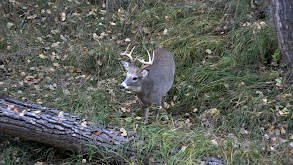 October in Montana thumbnail
