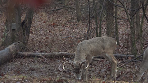 OK Deer - AA 20 thumbnail