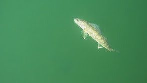 Kab's Golden Paradise! thumbnail