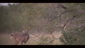 South Texas thumbnail