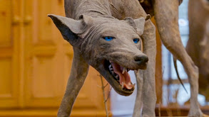 Texas Chupacabra thumbnail