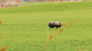 Great Hunts Just North of the Border thumbnail