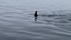 Kodiak Cruise 2 thumbnail