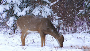 Big Saskatchewan Whitetails thumbnail