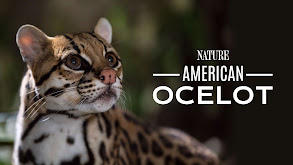 American Ocelot thumbnail