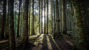 Banff Bigfoot and More thumbnail