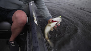 Shallow Smallmouth Post Spawn & Not Quite thumbnail