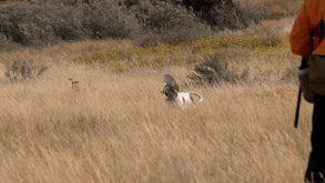 North Dakota Badlands Birds thumbnail
