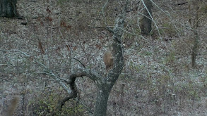 Deer Slam! thumbnail