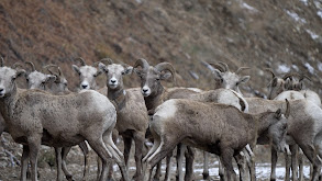 Once in a Lifetime Hunts With Jana Waller thumbnail