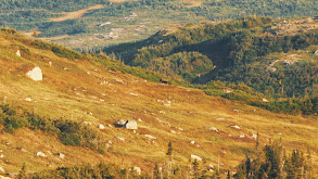 Remote Cabin & Big Bulls thumbnail