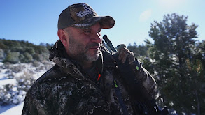 Snow Bulls in New Mexico thumbnail