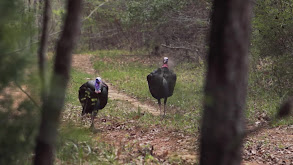 Jack Link's thumbnail