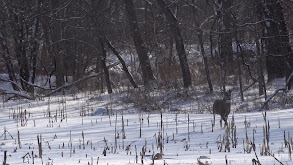 Late Season Hunting Illinois and Iowa thumbnail