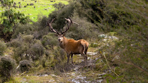 Kiwi Pt. 2 thumbnail