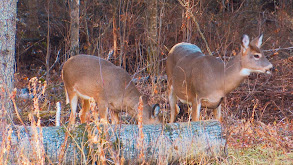 All Day Saskatchewan Bucks thumbnail