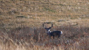 93 Years Young thumbnail