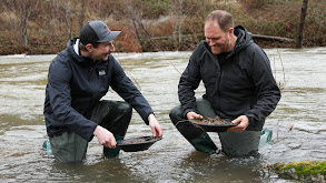 The Great Gold Rush Shootout thumbnail