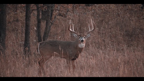 Midwestern Archery Whitetails thumbnail