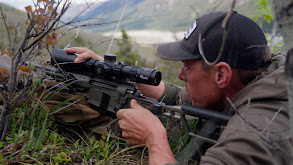 Alaska Black Bear thumbnail