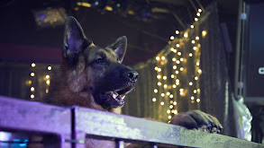 Old Dog New Tricks thumbnail