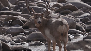 Public Land Booner thumbnail